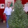 Photos of our Winning State Fair Trees